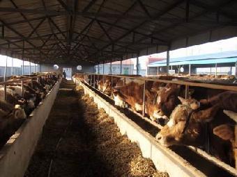 走進泰安力格生物技術——混合型飼料添加劑的創(chuàng)新領跑者